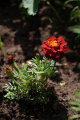 red flower in the ground in garden