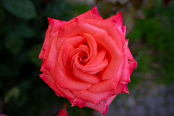 Rosa Rose