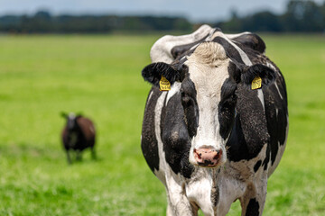 Black and white Dutch cow walking and eating grass on the green meadow, Open farm with dairy cattle on the field in countryside farm, Netherlands.