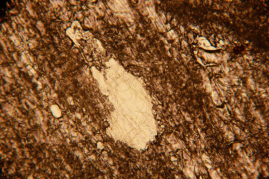 a professional light microscope image of wood cell fibres arteries high magnification macro shot multilayered medical lab high 
resolution cells sharp clear view high quality lens