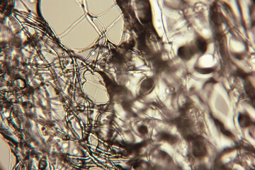 a professional light microscope image of cell fibres resembling water arteries high magnification...