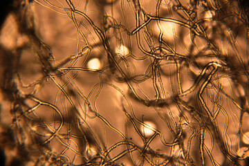 a professional light microscope image of insect blood cell fibres arteries high magnification macro...