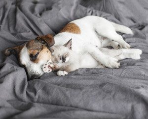 Fototapeta na wymiar Dog and cat sleeping together