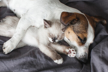 Fototapeta na wymiar Dog and cat sleeping together