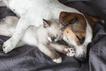 Dog and cat sleeping together