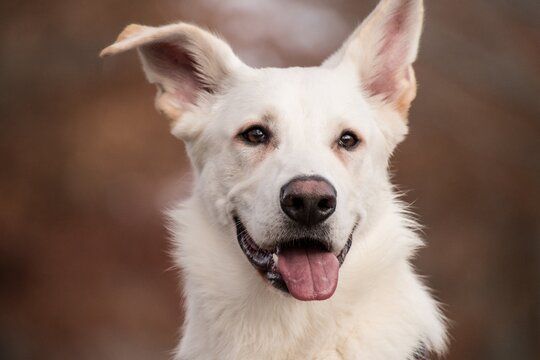 close up of a dog