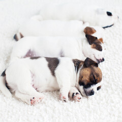 Newborn puppy sleeping