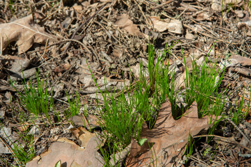 Tender sprouts of the first spring grass