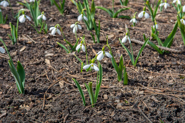 snowdrops bloom