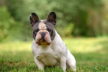 French Bulldog sitting on a green lawn, copy space.