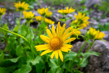 yellow dandelion flower