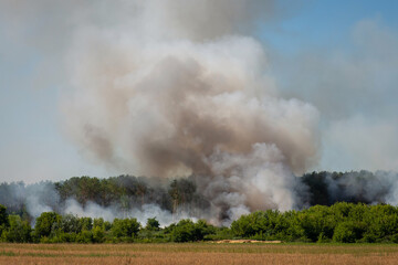 Fototapeta na wymiar Forest fire. Gray smoke goes from the pine forest.
