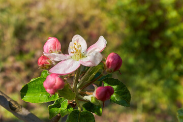 Close up of apple flowers wet with dawn dew