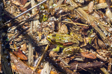 frog in the pond