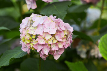 Flowering hortensia plant (Hydrangea macrophylla). Blossoming flowers in summer garden. Pink hydrangea