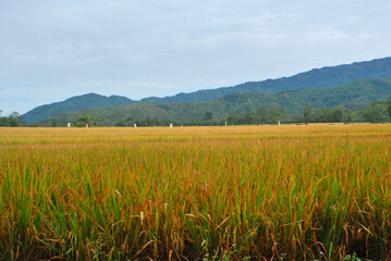 Panoramic view of a paddy field in Pagar Alam, Sumatra