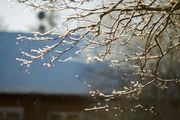 snow covered branches