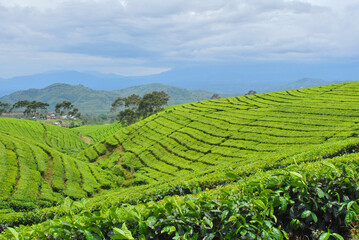 Fototapeta na wymiar Traditional highland tea plantation in mountains. Popular place, travel destination in Java, Indonesia.