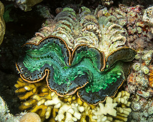 cockle Giant Clam in the Red Sea Colorful and beautiful
Sexy spotted squamosa clam