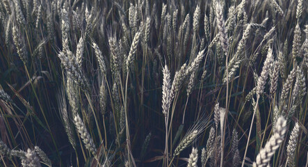 Beautiful wheat field background. Rural nature wallpaper