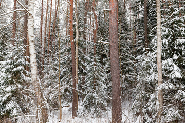 firs and pines in the winter season