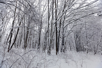 a large number of bare deciduous trees in the winter season