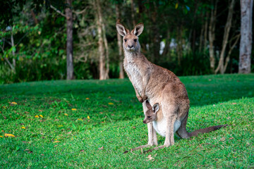 Naklejka na ściany i meble Kangaroo with the baby (joey) sticking it's head out of the pouch