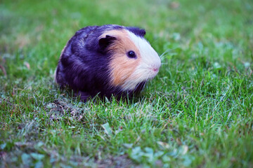   guinea pig sitting in the grass close-up