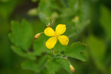 flower of Chelidonium majus an ancient remedy