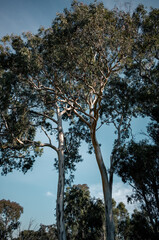Trees in the forest