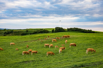 Mors, Denmark Agricultural landscape of the Mors island in central Denmark, cows grazing and a wind...