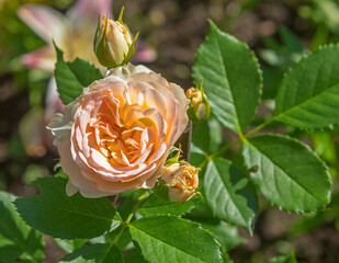 The floribunda rose is orange in color.
 The flowers are orange-peach in color, the extreme petals lighten as the rose fully opens. The flowers reach 12 cm in diameter.