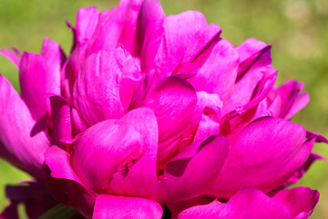 Obraz na płótnie Canvas red peonies blooming in the summer