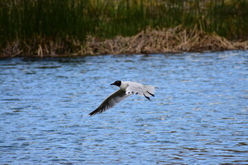 Fototapeta na wymiar Seagull Flying in a Lagoon of Valle Hermoso, Cordillera de Los Andes, Malargüe, Mendoza, Argentina