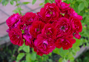 Flowers of a climbing red rose.
 Picturesque garlands of flowers of a climbing rose with a sweet aroma cascade down, decorating arches, fences, walls.
