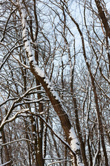 in the snow, deciduous trees in the winter season