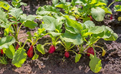 Radishes grow in the garden.
 This is a healthy vegetable. It is good to add it to salads.