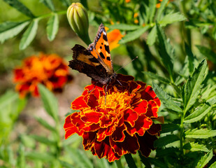 Butterfly urticaria on Marigolds (Tagetes).
 A day butterfly, its multicolored wings in the shape of a triangle are bordered with a black border, the main color is dark orange.