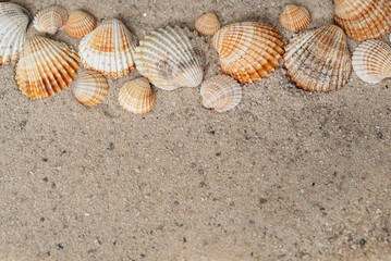 Ribbed sea shells of different sizes laying ina row on sandy surface