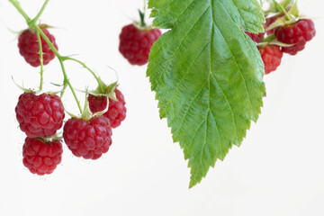 Ripe red raspberries on branch with green leaves close-up