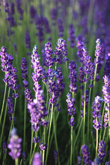 Naklejka premium Selective focus Lavender flowers at sunset rays, Blooming Violet fragrant lavender flower summer landscape. Growing Lavender, harvest, perfume ingredient, aromatherapy. Lavender field lit by sunlight