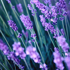 Selective focus Lavender flowers at sunset rays, Blooming Violet fragrant lavender flower summer landscape. Growing Lavender, harvest, perfume ingredient, aromatherapy. Lavender field lit by sunlight
