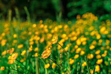 Obraz premium Field with grass and yellow flowers, natural background