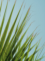 Summer background. The edge of a palm leaf. Macro. Copyspace.