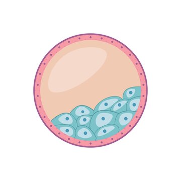 Flat illustration of human blastocyst cell