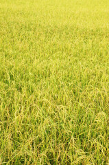 Rice field as background