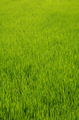 Green rice field as background