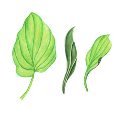 Three Plantain leaves isolated on white background. Watercolor hand drawing illustration. Perfect for medical or herbal card, garden design.