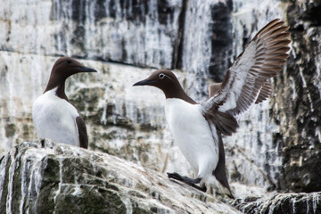 Guillimots on a rock in the Farne Isles