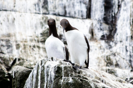 Guillimots on a rock in the Farne Isles